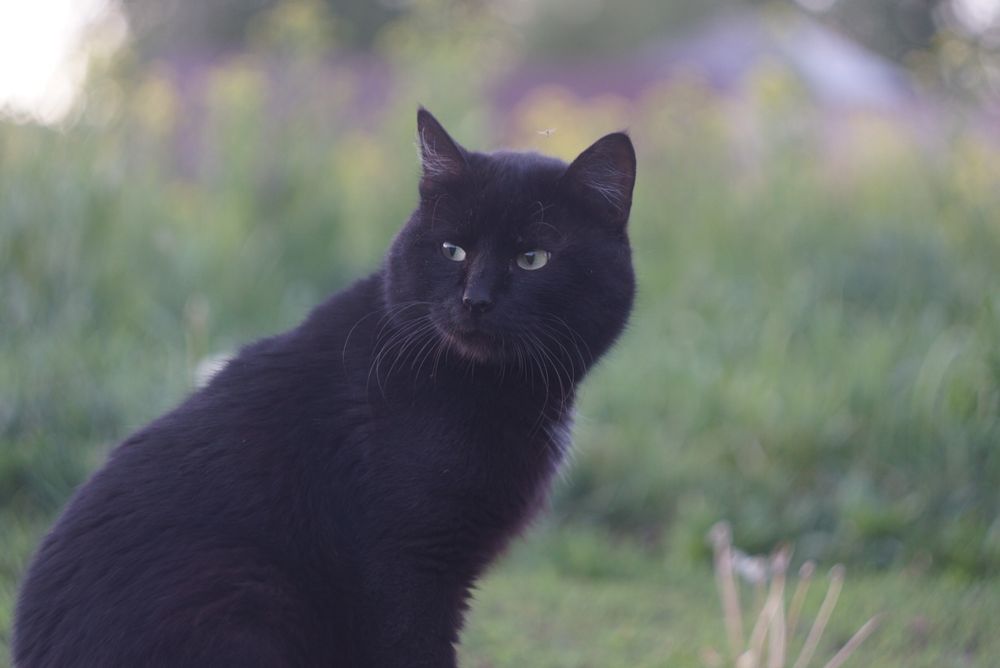 Статный крупный кот спинальник