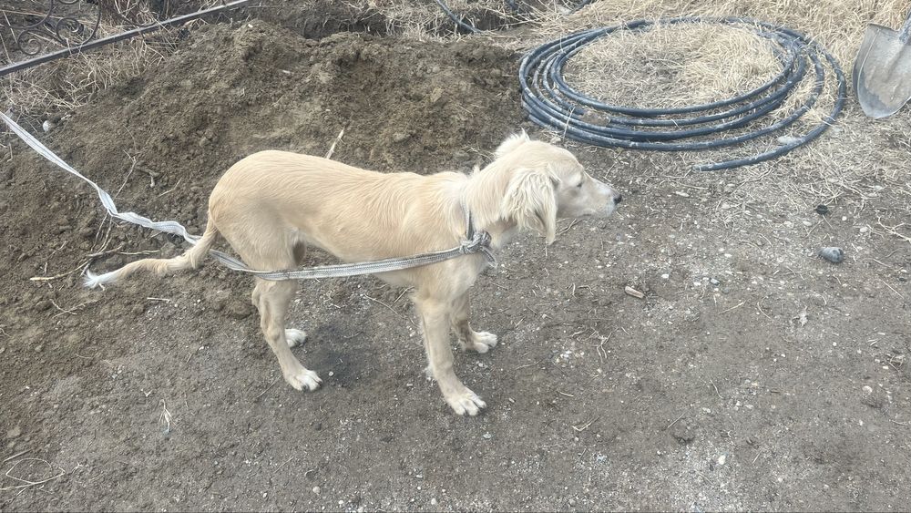 Сабака порода тазы