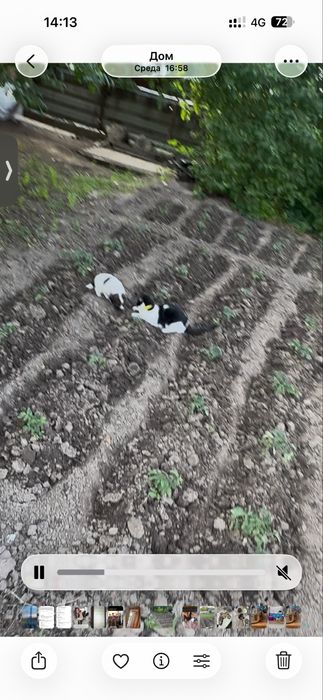 Отдам в добрые руки