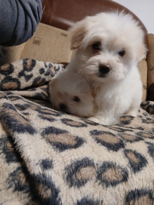Cățeluși bichon  1 fetita si 1 băiețel