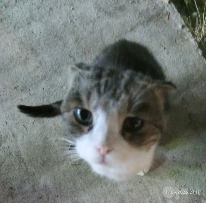 Кто потерял котика