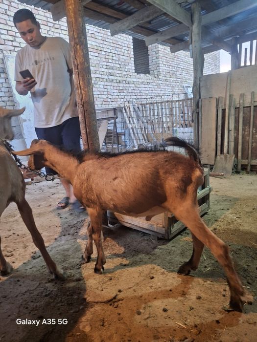 Теке лақ сатылады алты ай теке