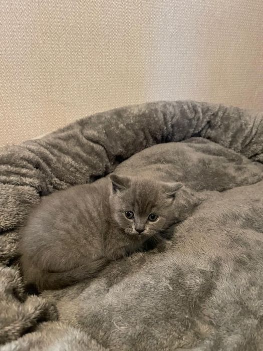Британский голубой