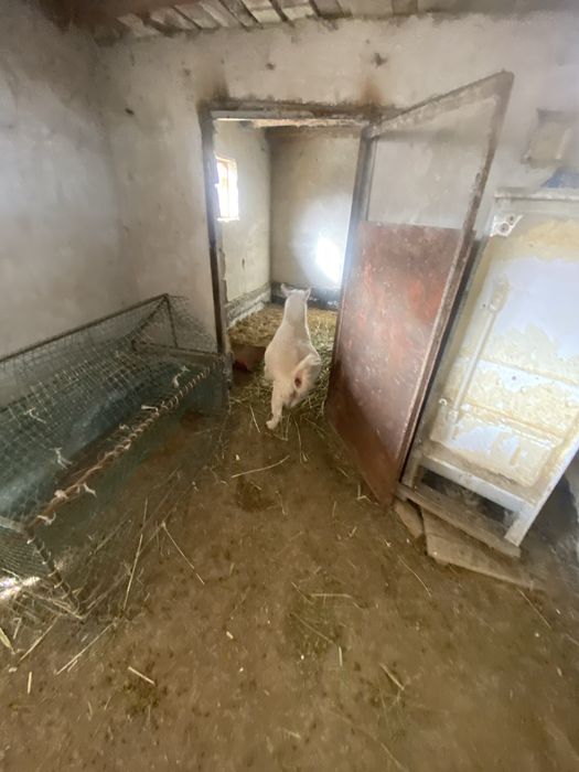 орыс ешки ауыстрам койга