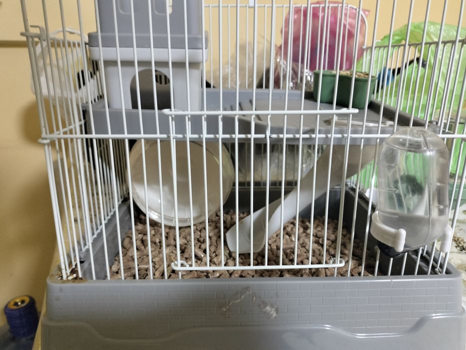 Продаються срочно хомяки 2 шт со клеткой со всем