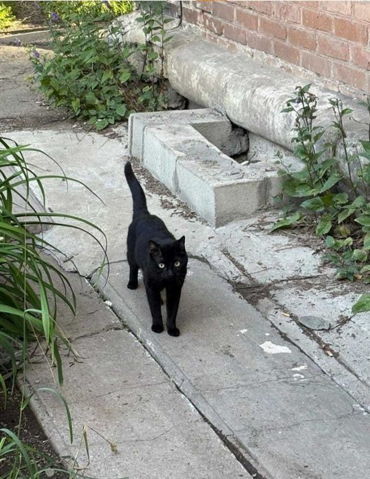 Отдадим котика в добрые руки