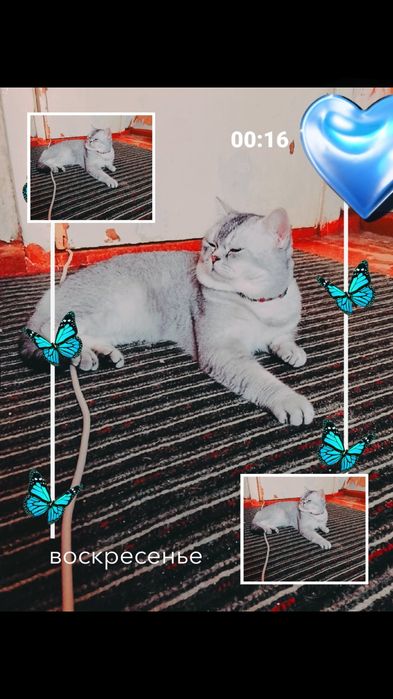 БАРОН.номер 1.Вязкага Киз мушу чакирамиз мехмонга