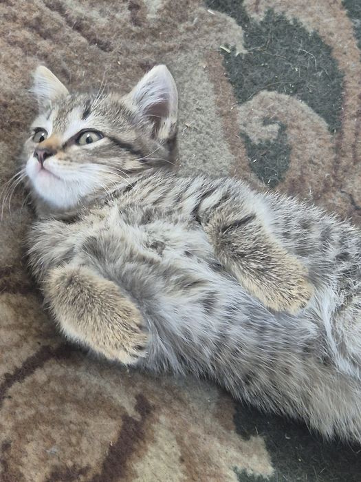 Отдам котят в добрые руки