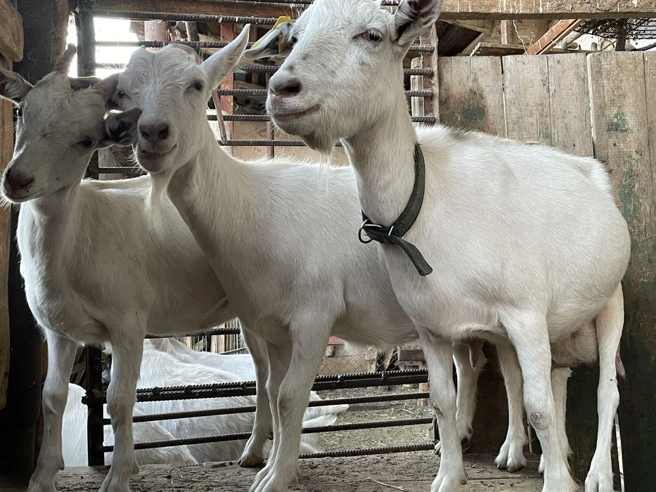 Продаются козы зааненской породы