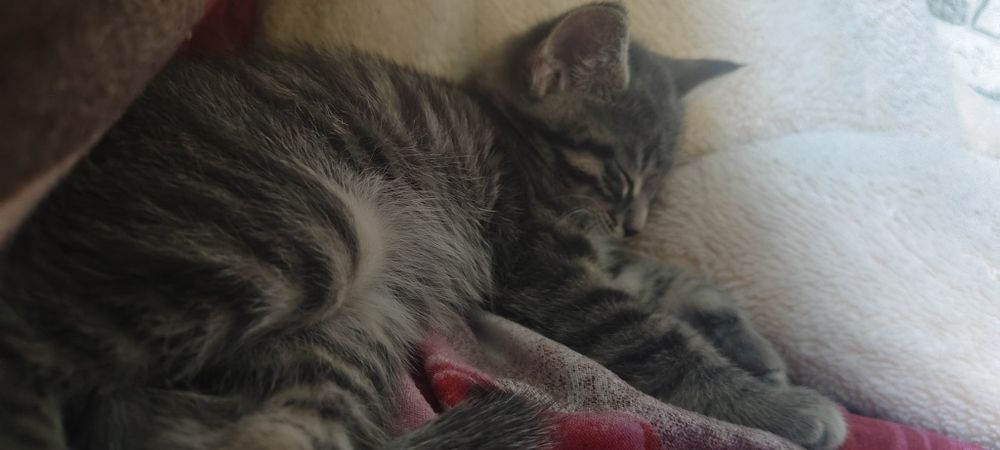 Отдам котенка,мальчик.