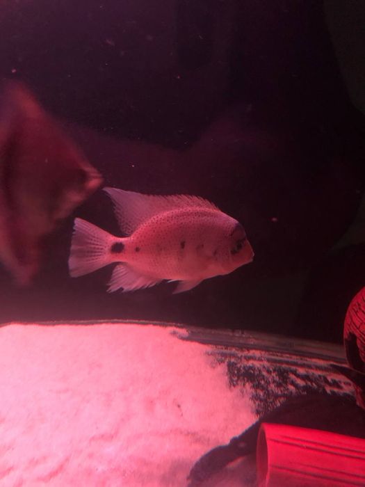 Продается рыбки срочно