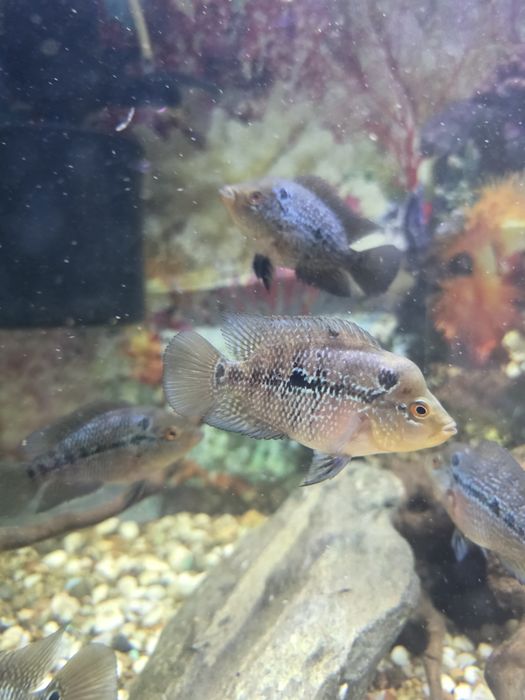 Отдам даром мальков фловер хорна