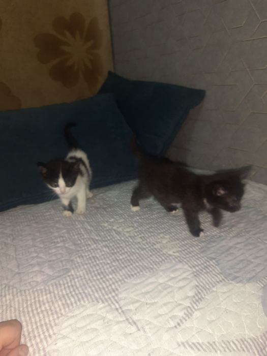 КОТЁНОК в добрые руки даром, к лотку приучен ест всё