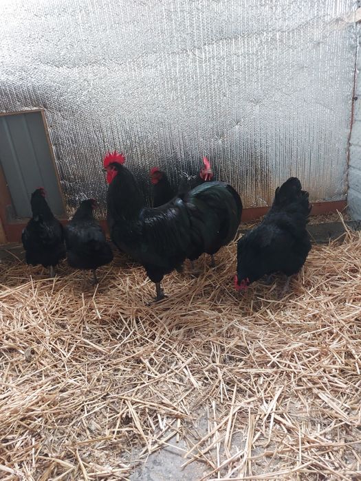 Oua Australorp 5 lei