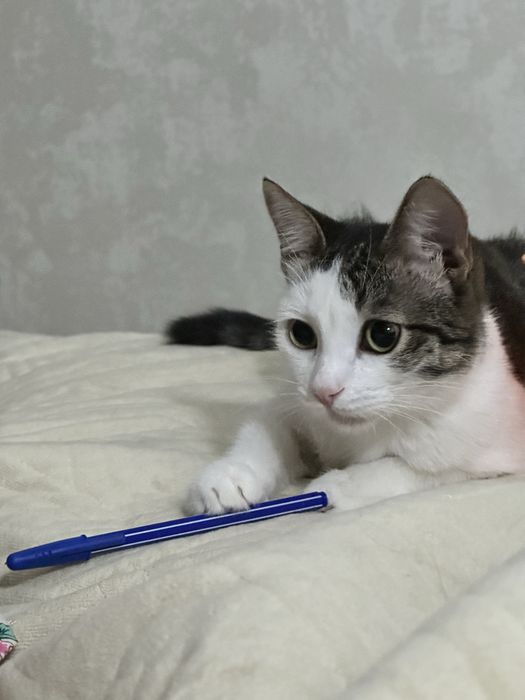 Ищет дом красивая кошечка