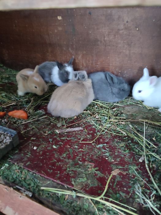 Кролчата декоративные