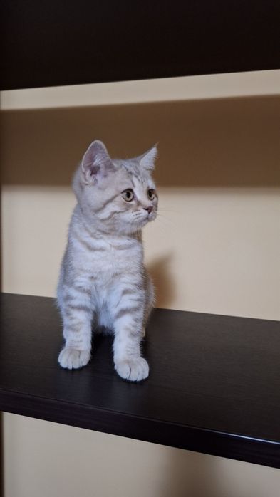 Котенок шотландский