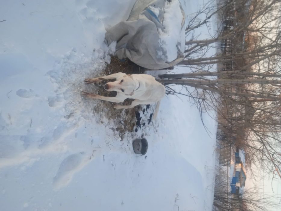 Продам щенков тазых