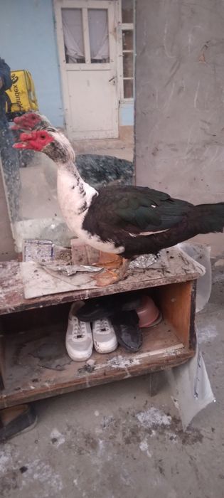 Индиутка сотилади