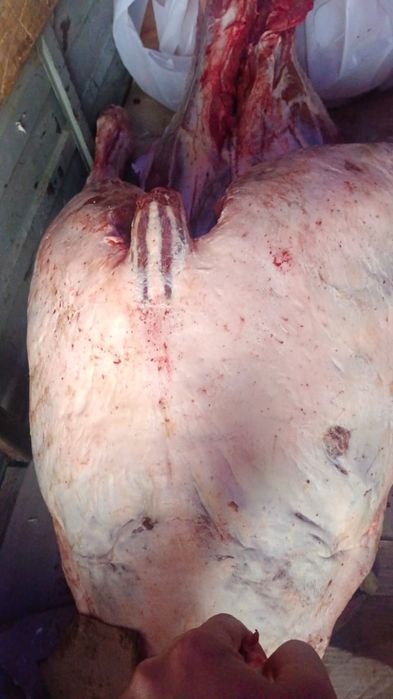 Мясо Конина Байтал