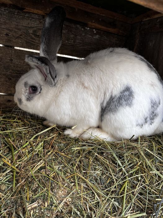 продам 5 кролов мальчиков