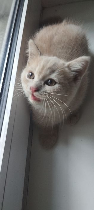 Mushuk zotdor sotiladi