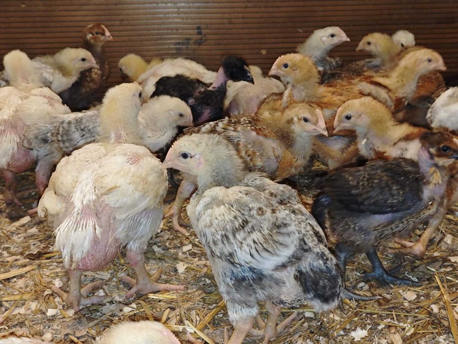 PUI DE CARNE ȘI RASA MIXTĂ DE VÂNZARE – gospodărie proprie