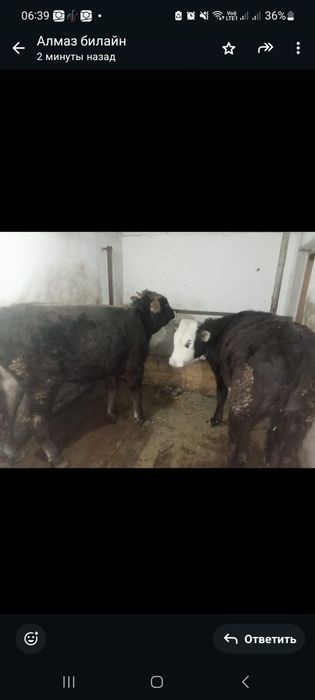 Продается бычок и телочка