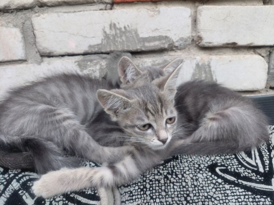 Котята отдам в добрые руки.