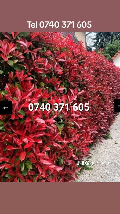 Gard viu de la producator Leylandii,Photinia  și Prunus