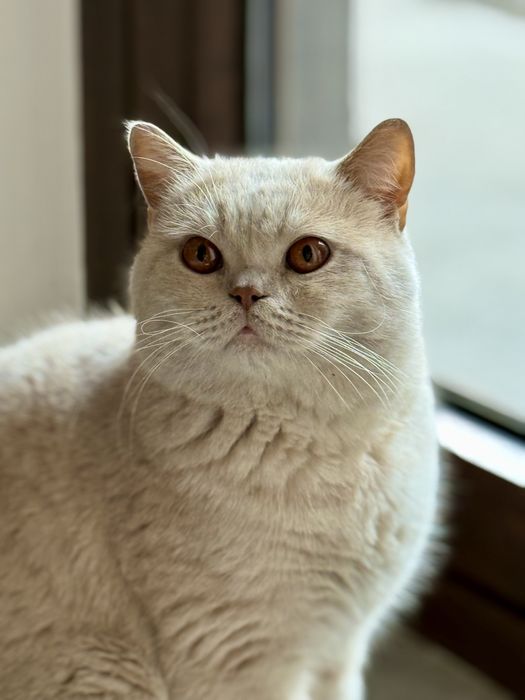 Продаётся британский короткошёрстный кот