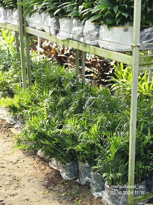 Hona gullari Комнатные растения