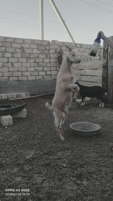 Теке.лер жас..текелер