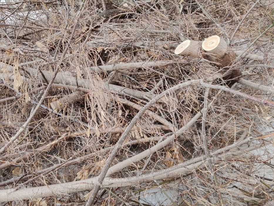 Продам дрова не дорого