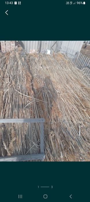 Тараз мата қамыс