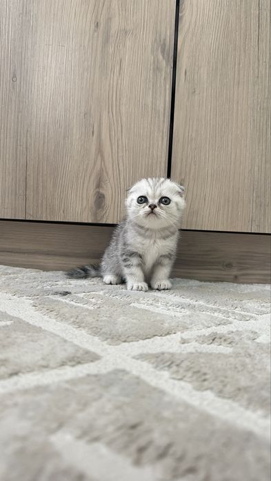 Котята шотландской породы