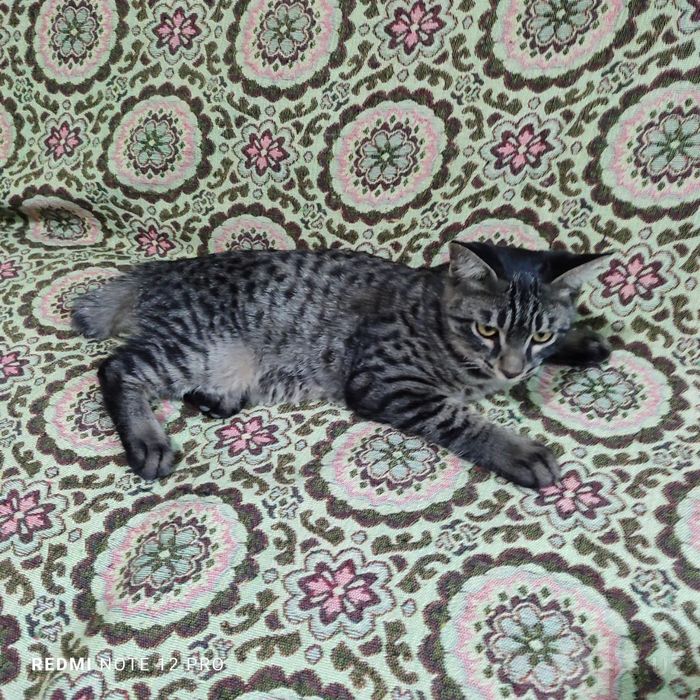 Отдам котят в хорошие руки