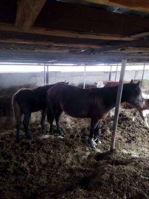 Буаз байтал 500000тг