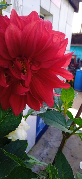 Продам цветы и саженцы.