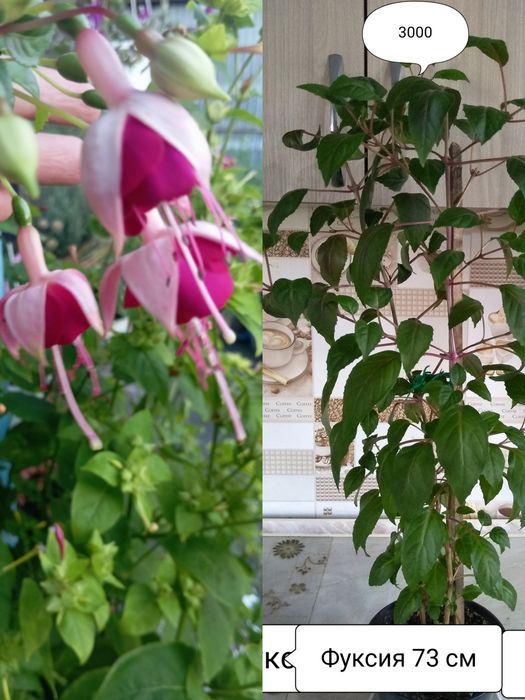 Продам комнатные цветы