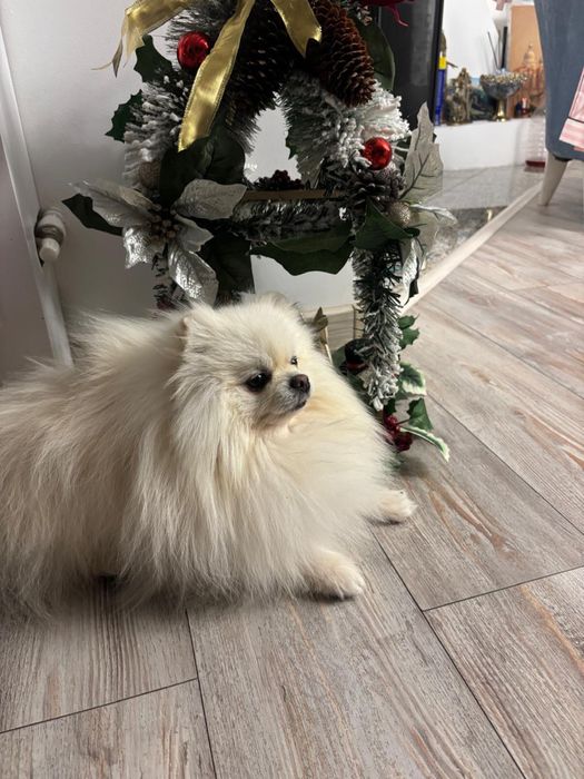 Pomeranian cu pedigree