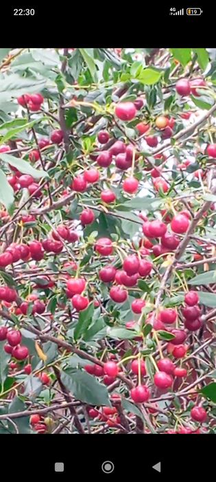 Продам дикую вишню,крупная