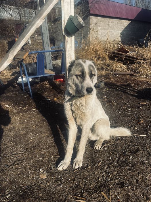 Алабай сатылады карап корыныздер