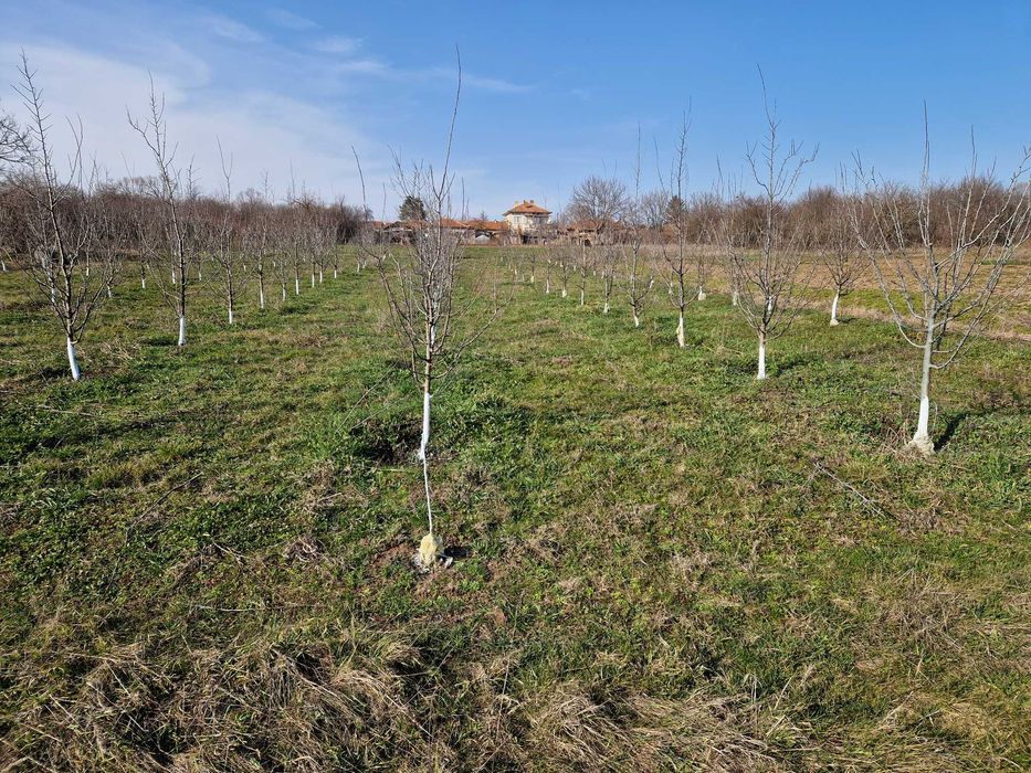 Земеделска земя с 150 сливови дръвчета,кладенец и капково напояване