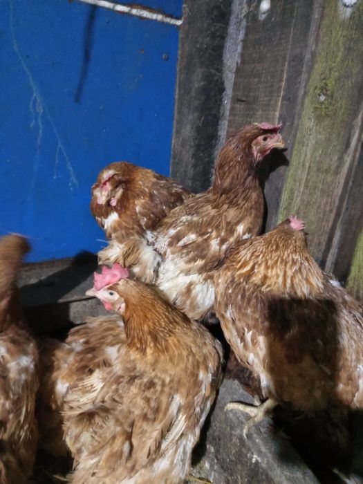 Несушки Ломан Браун несушки