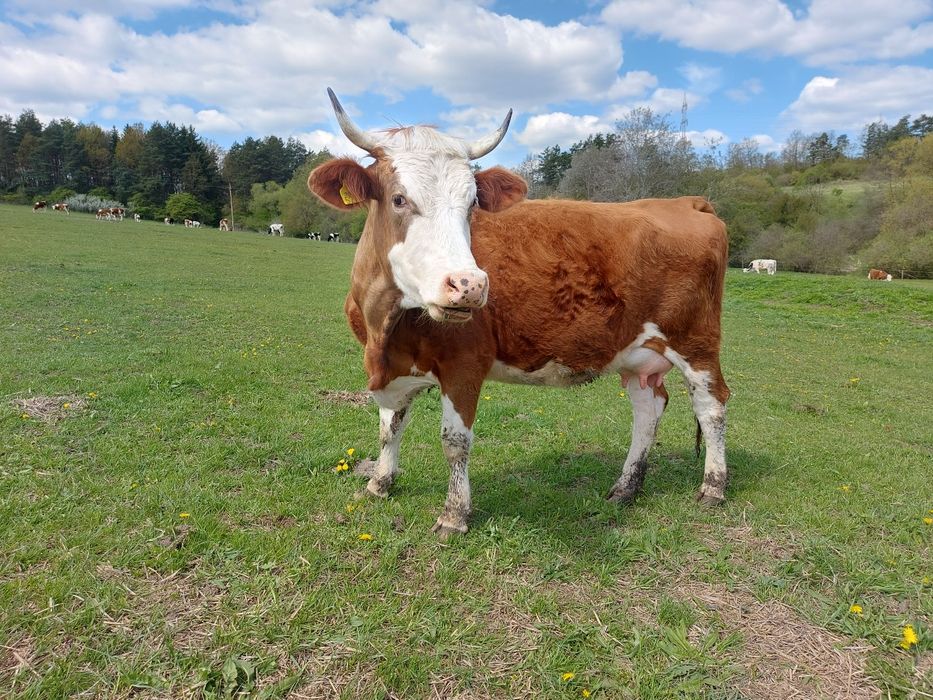 Vând vaca cu vițel
