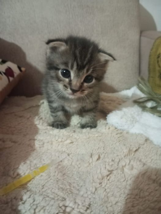 Продам веслоухого котёнка