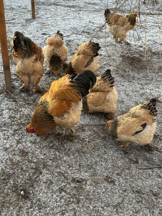 Pui Brahma, Wyandotte, Matase Japoneza