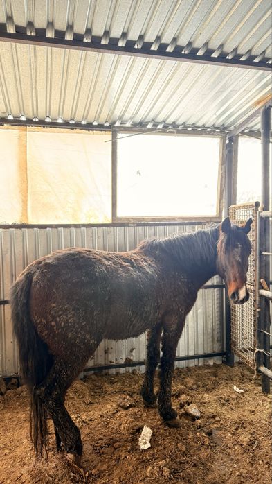 Жабдыққа Қатымға жылқылар қалада