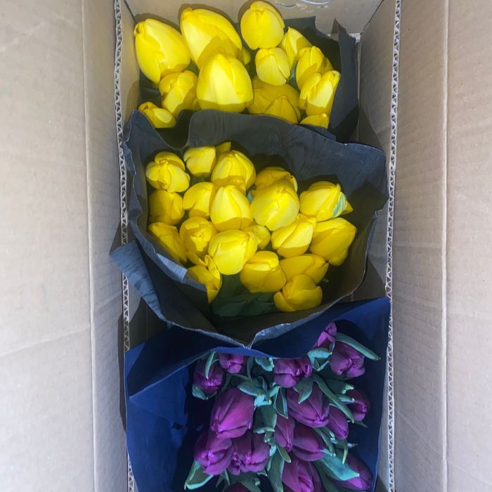 Тюльпаны свежие